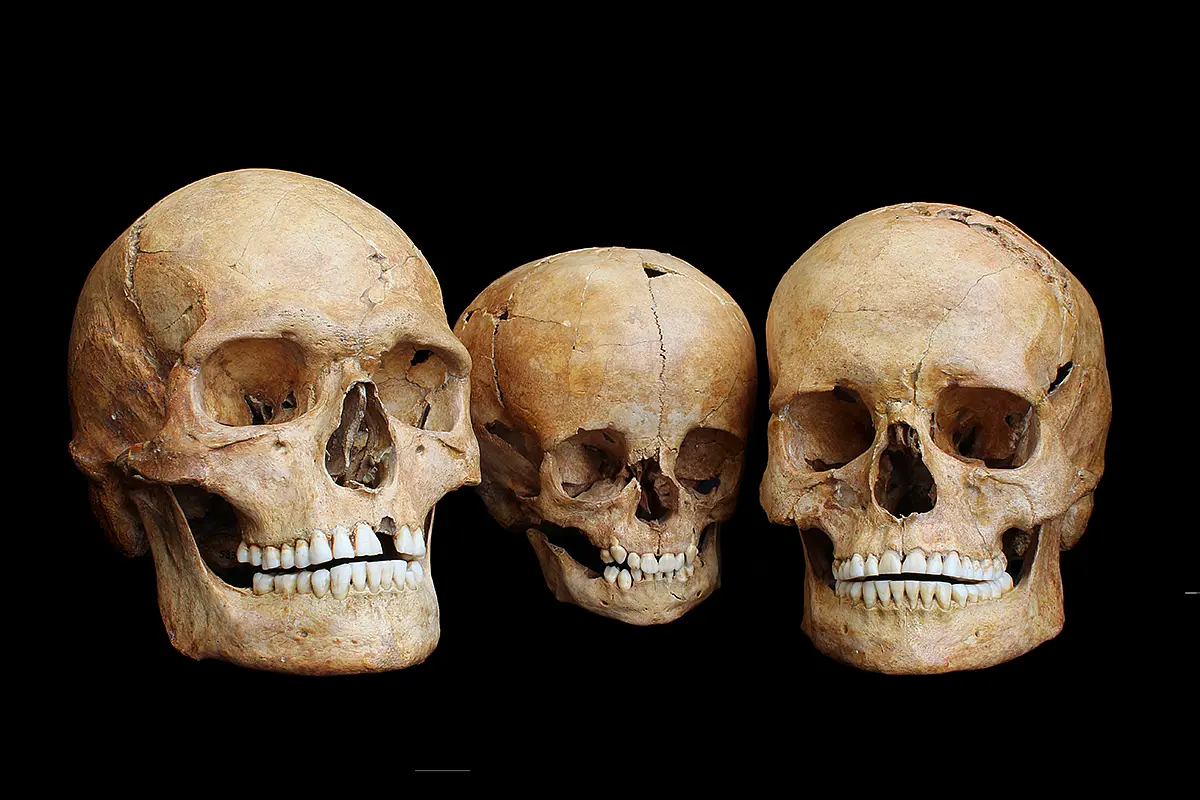 Drei menschliche Schädel aus der Hohlenstein-Stadel-Höhle in Süddeutschland.