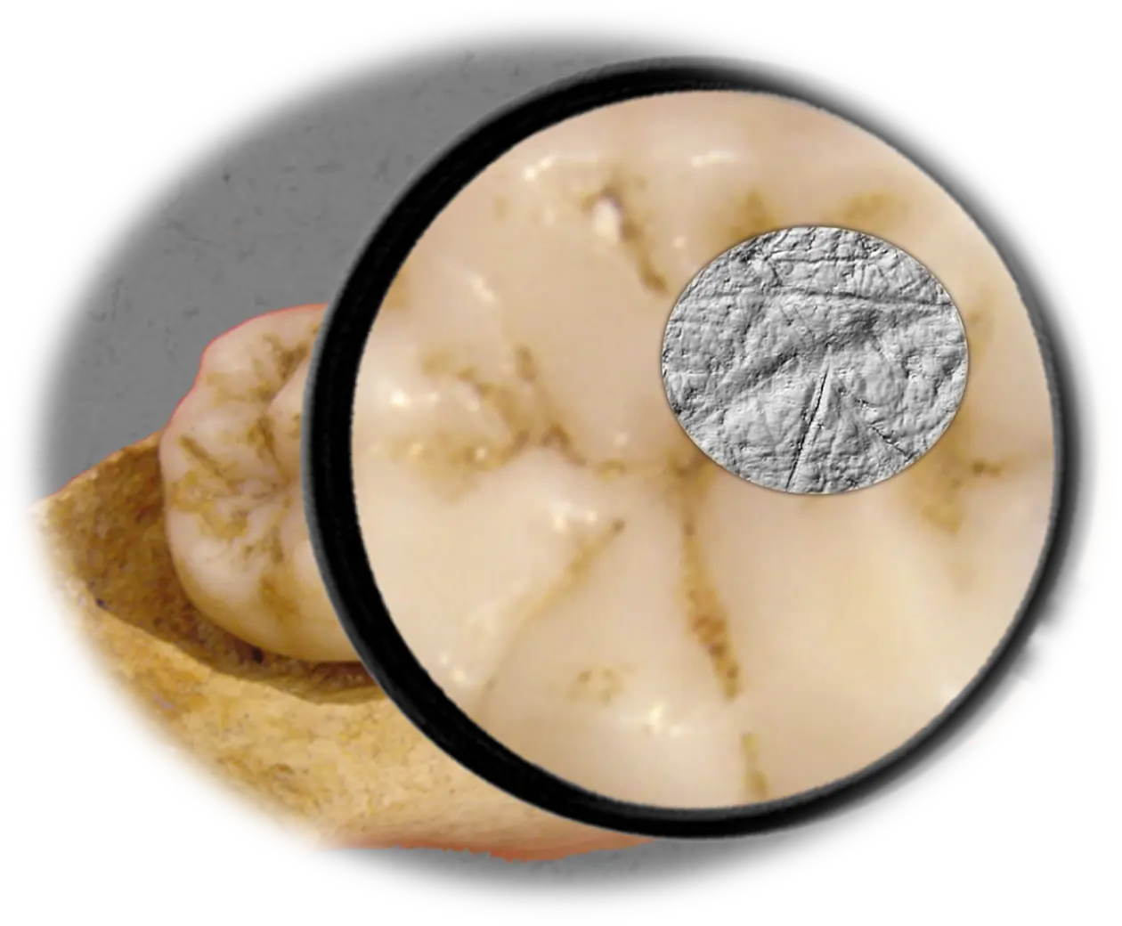 Die Dental Microwear Texture Analysis – die Zahnabnutzungsanalyse, die in der Studie verwendet wurde –, umfasst die Untersuchung und Analyse von winzigen Abnutzungsspuren auf der Zahnoberfläche im Größenbereich unter einem Mikrometer. Abbildung: Sireen El Zaatari