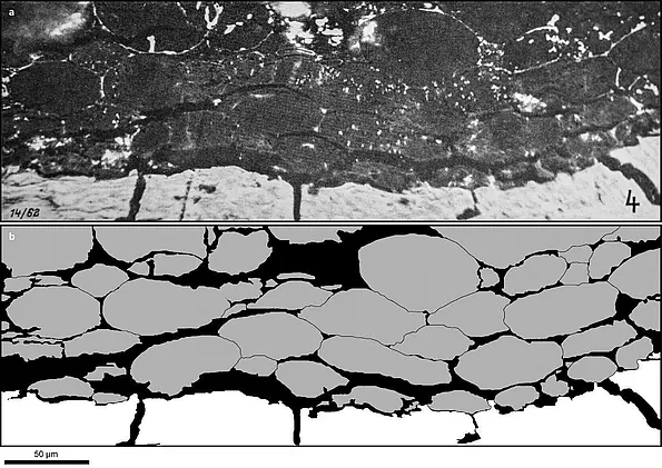 Microscopic image of white fat cells from the eight million year old skeleton of the Oreopithecus bamboli primate from Tuscany
