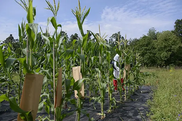 Maisfeld mit verschiedenen Sorten.