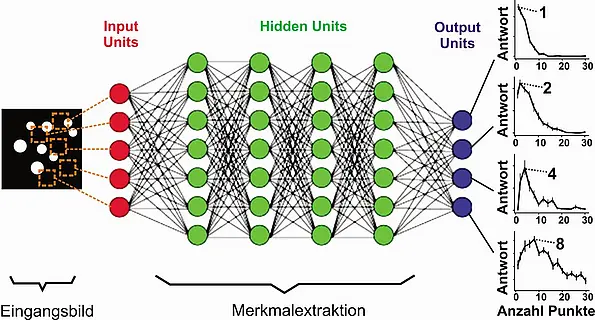 In einem neuronalen ‚deep-learning’-Netzwerk, das lediglich auf die richtige Zuordnung von Fotos trainiert wurde, bilden sich spontan künstliche Neuronen heraus (‚output units’), die auf verschiedene Lieblingszahlen (hier: eins, zwei, vier und acht) abgestimmt sind. 
