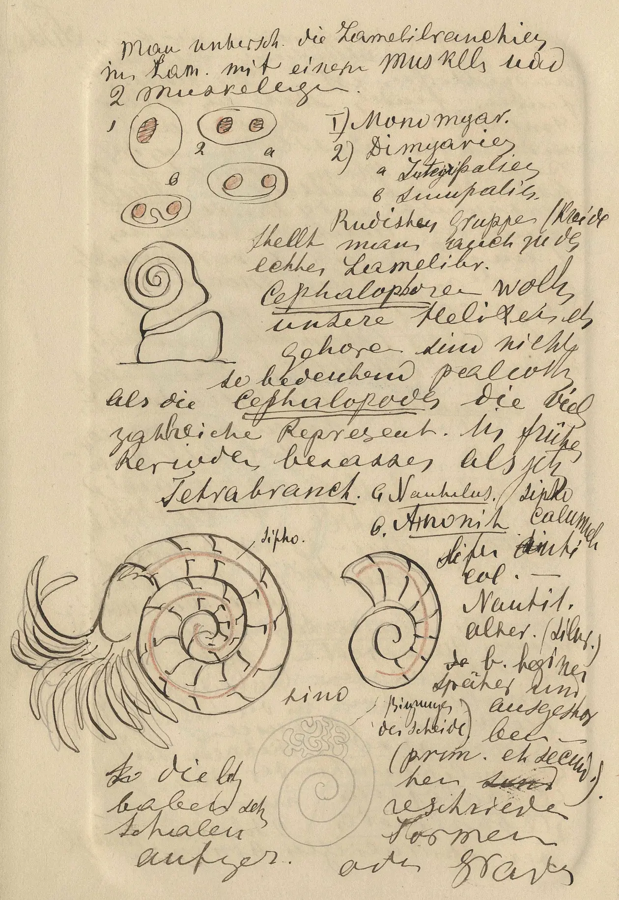 Mitschrift mit Zeichnungen von Kopffüßern
