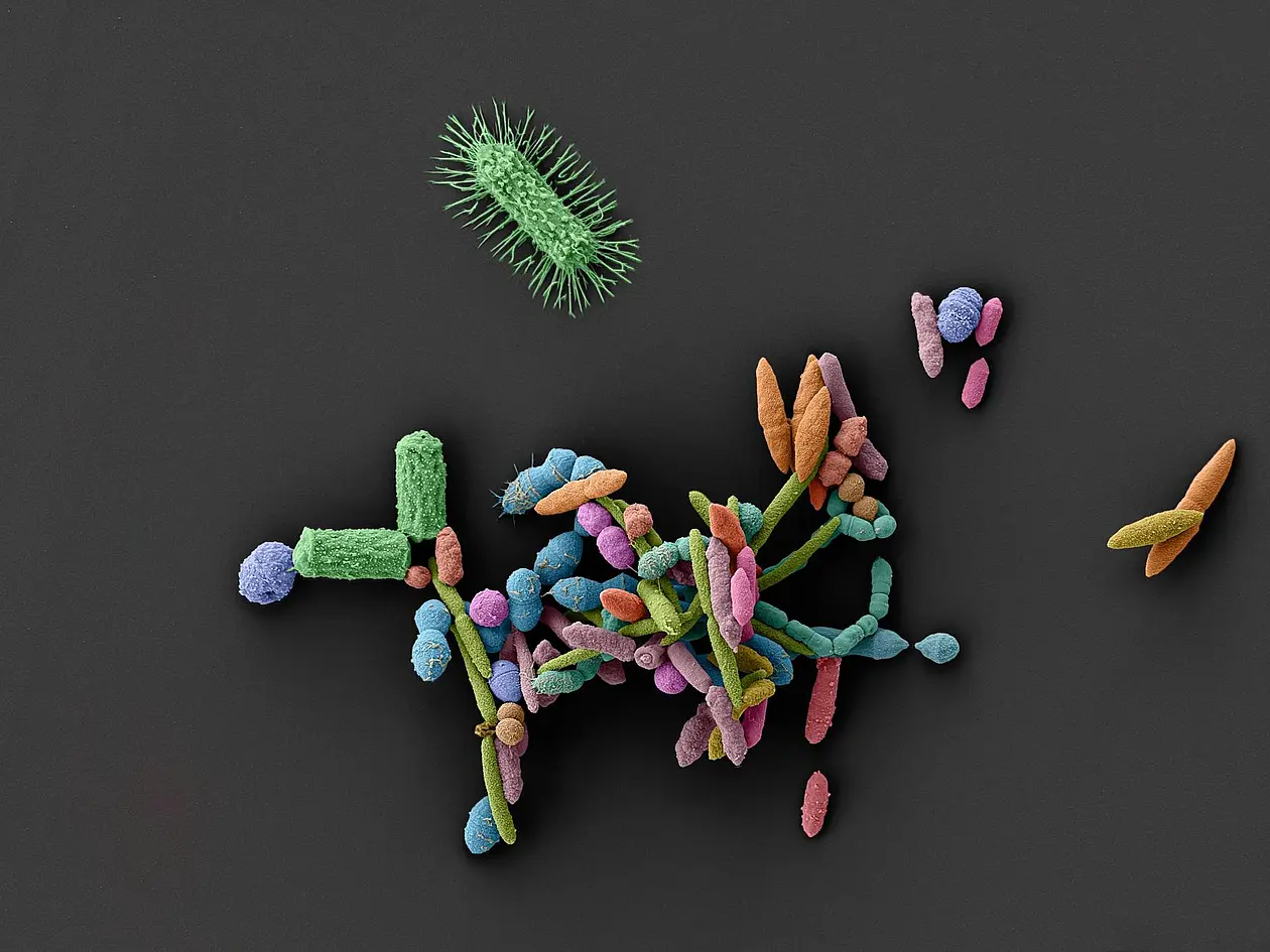 Bacteria in different colors on a dark background