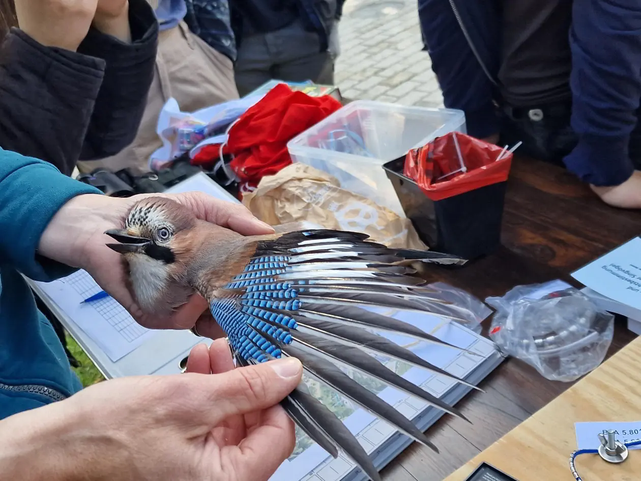 Eichelhäher bei der Beringung und Vermessung