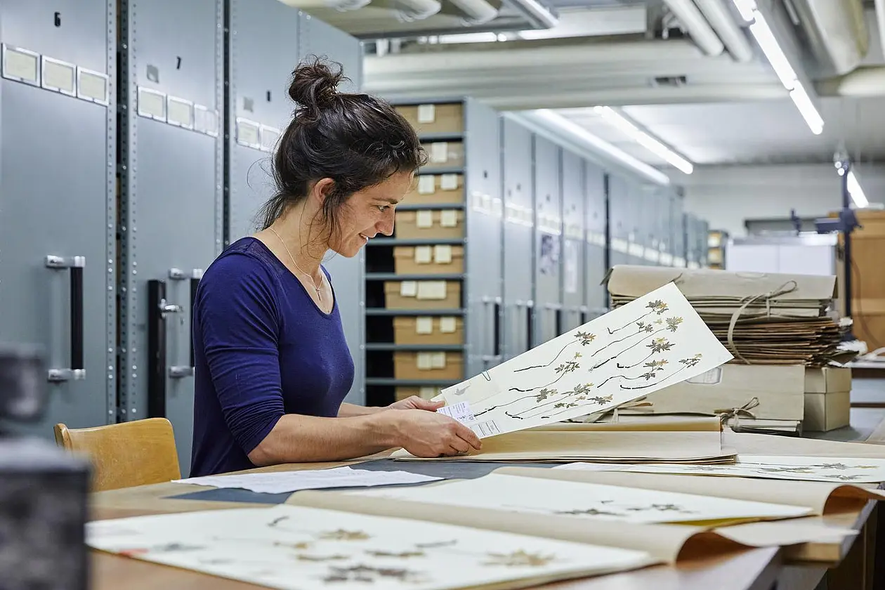 Researcher studying herbarium specimens