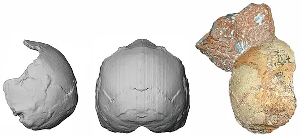 The Apidima 1 partial cranium and its reconstruction from posterior view and side view.