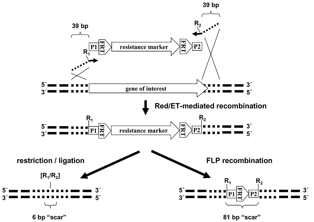 Red/ET-mediated recombination