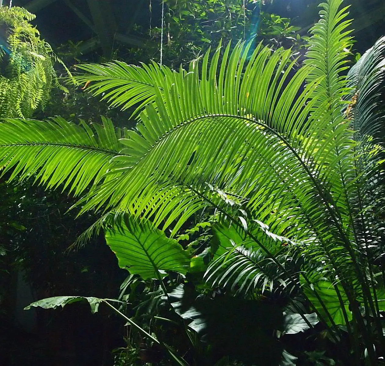 Drei Autorinnen ließen sich vom tropischen Gewächshaus des Botanischen Gartens inspirieren. Foto: Alexandra Kehl