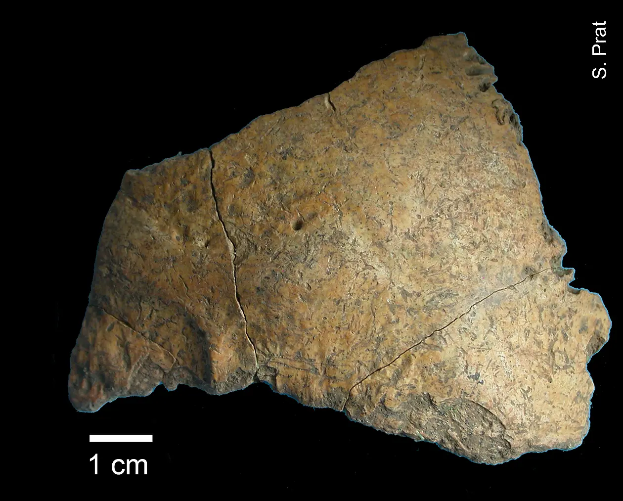 Hinterkopf-Knochen eines anatomisch modernen Menschen der Fundstelle Buran-Kaya III. © S. Prat
