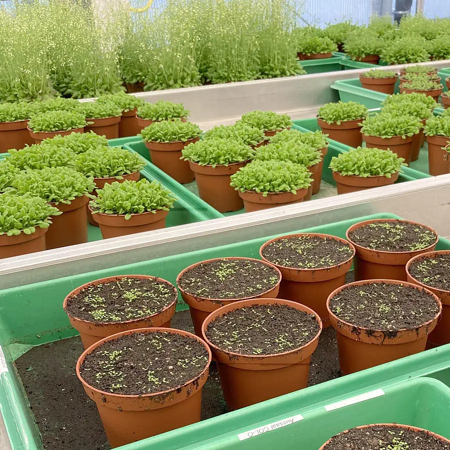 Several plant pots in different stages of development of the model plant thale cress in the greenhouse.