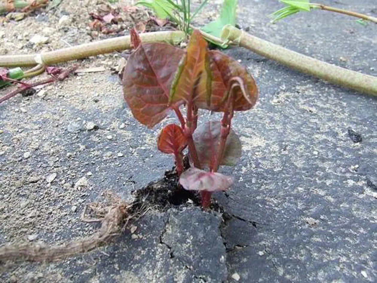 Invasiver Japanknöterich (Fallopia japonica). Bild: Oliver Bossdorf