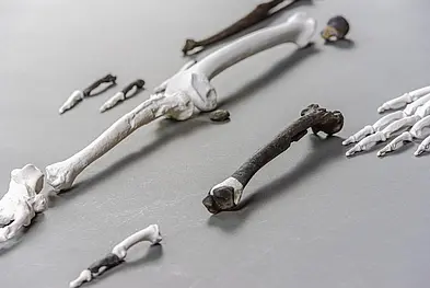 Part of the reconstructed skeleton