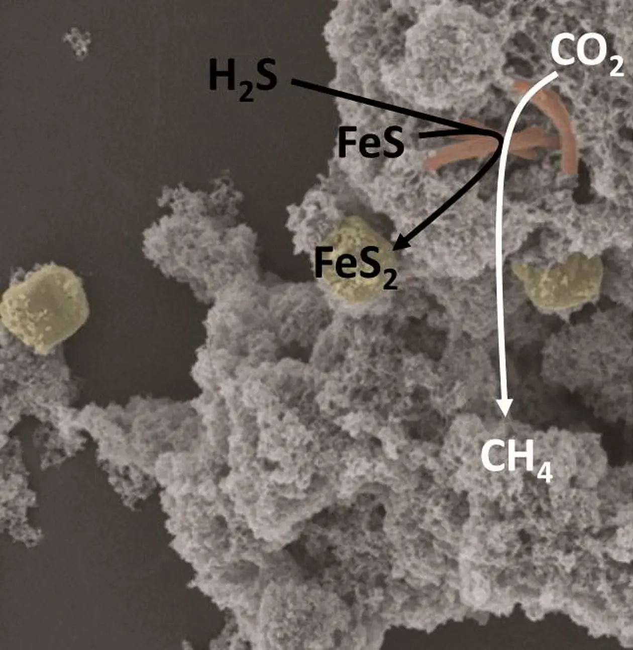 Electron microscopy image of a pyrite forming culture