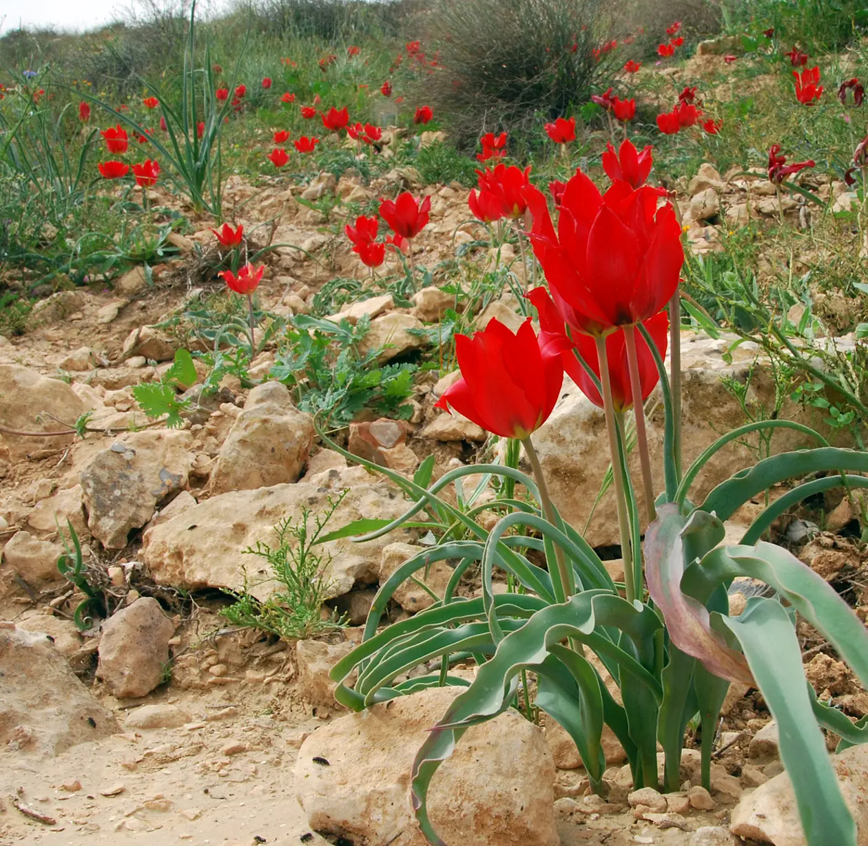 Wüstenpflanzen in Israel. Foto: Katja Tielbörger/Universität Tübingen