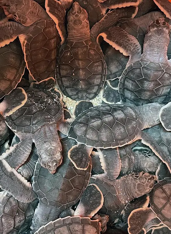 Dark gray young sea turtles lying on top of each other in their nest.