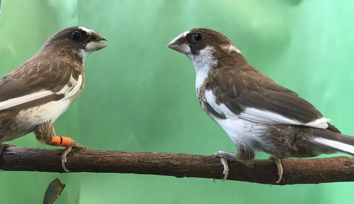 Two bengalese finches are sitting on a tree branch