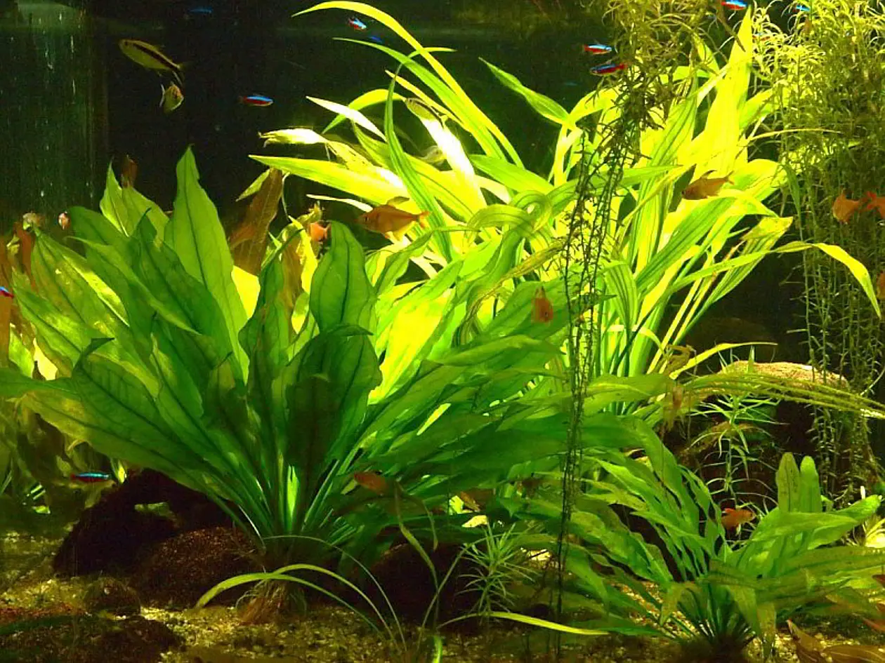 Blick in eines der tropischen Süßwasser-Aquarien  Foto: Alexandra Kehl