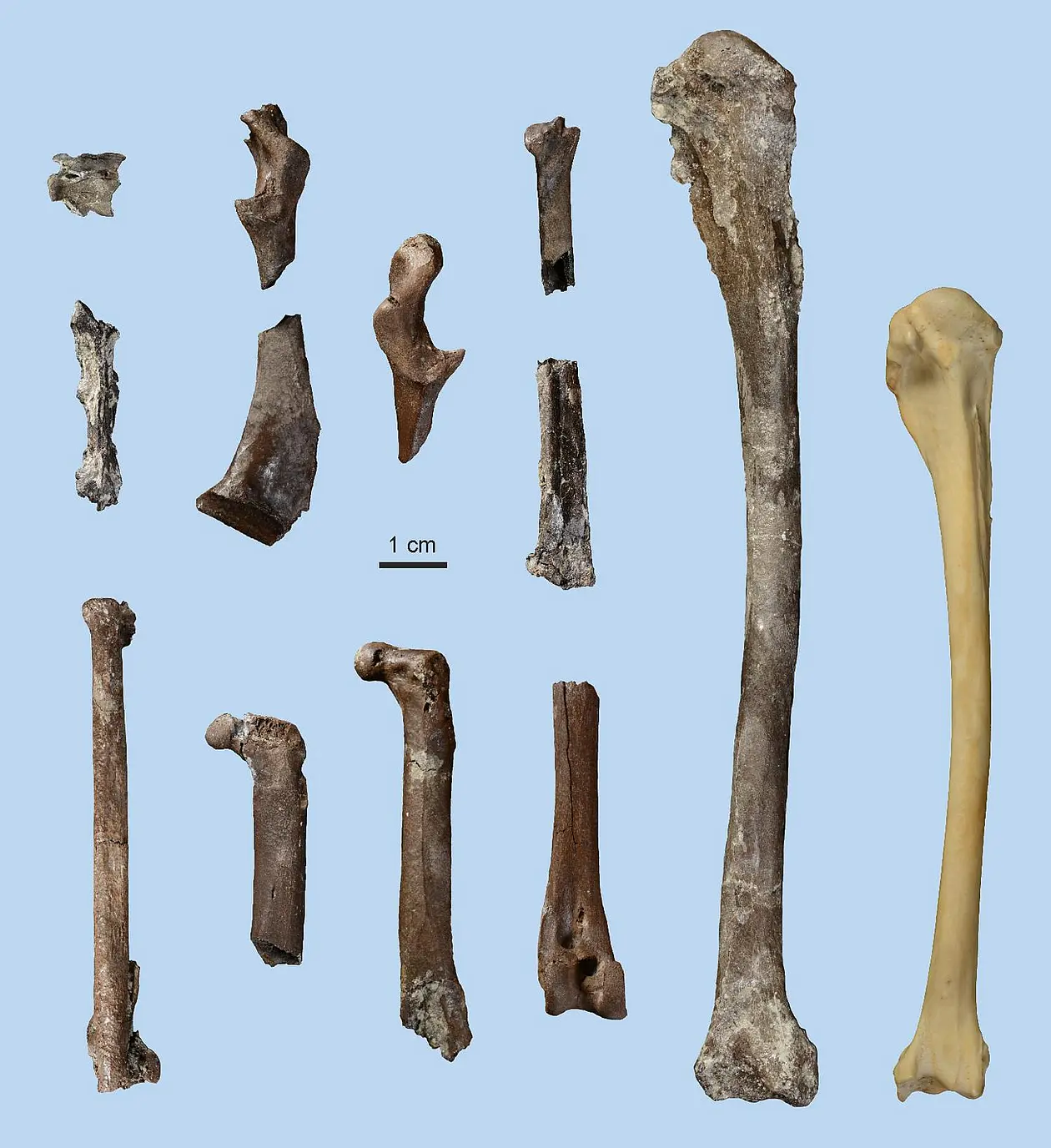 Bones of the 11.5 million-year-old darter, or snakebird