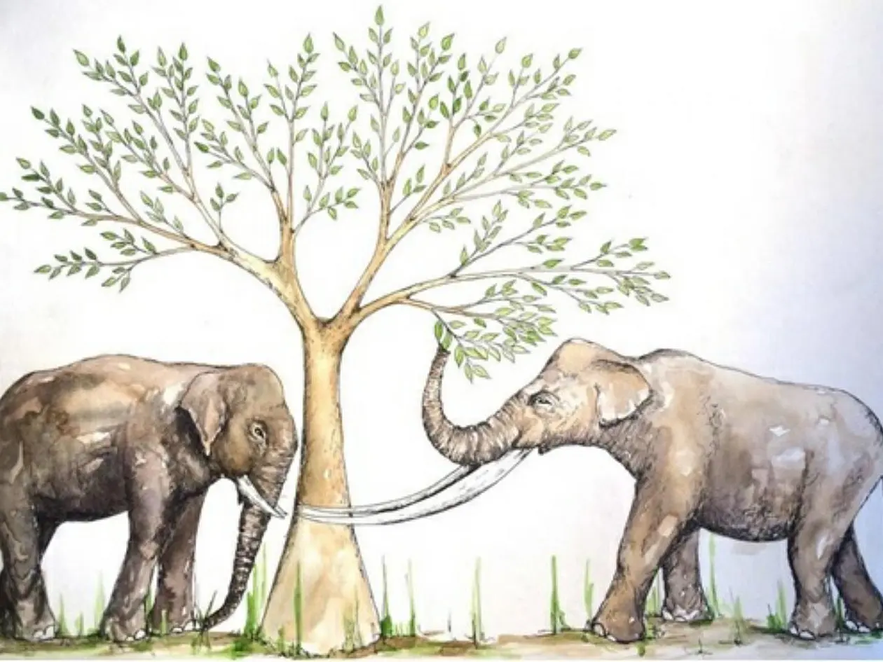 Die beiden untersuchten Rüsseltiere: Asiatischer Elefant (links) und Stegodon (rechts).