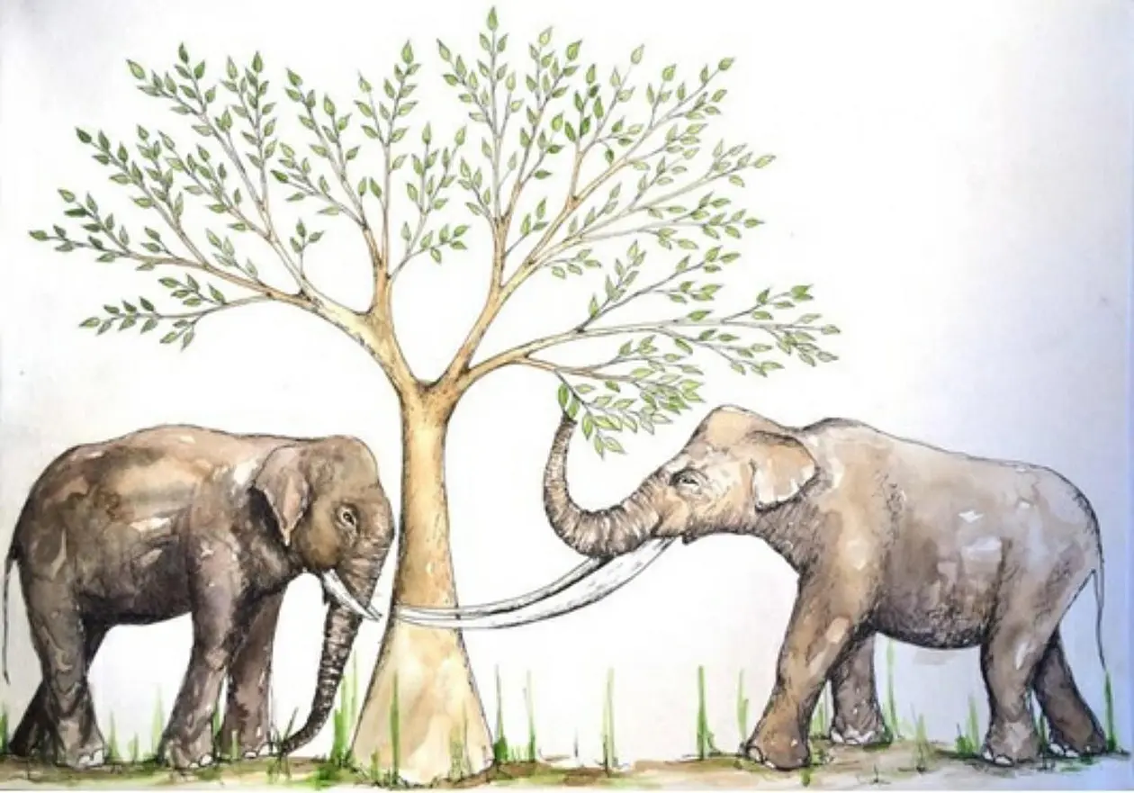 Die beiden untersuchten Rüsseltiere: Asiatischer Elefant (links) und Stegodon (rechts).