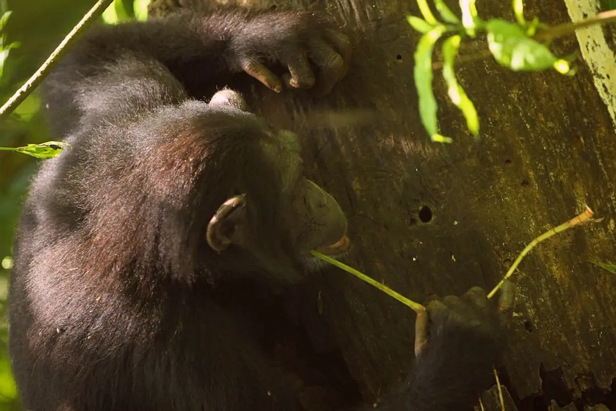Chimpanzees