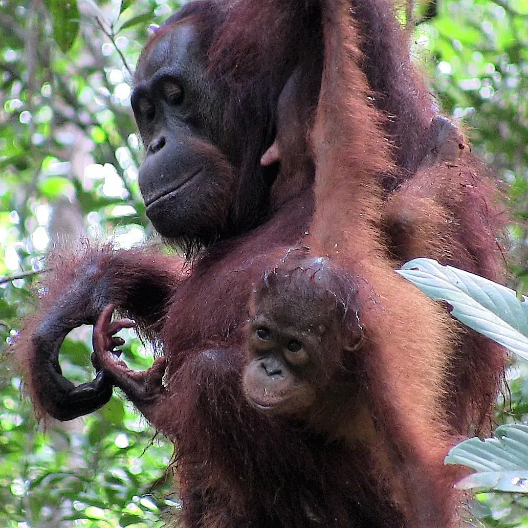 [Translate to Englisch:] Orang Utan mit Nachwuchs