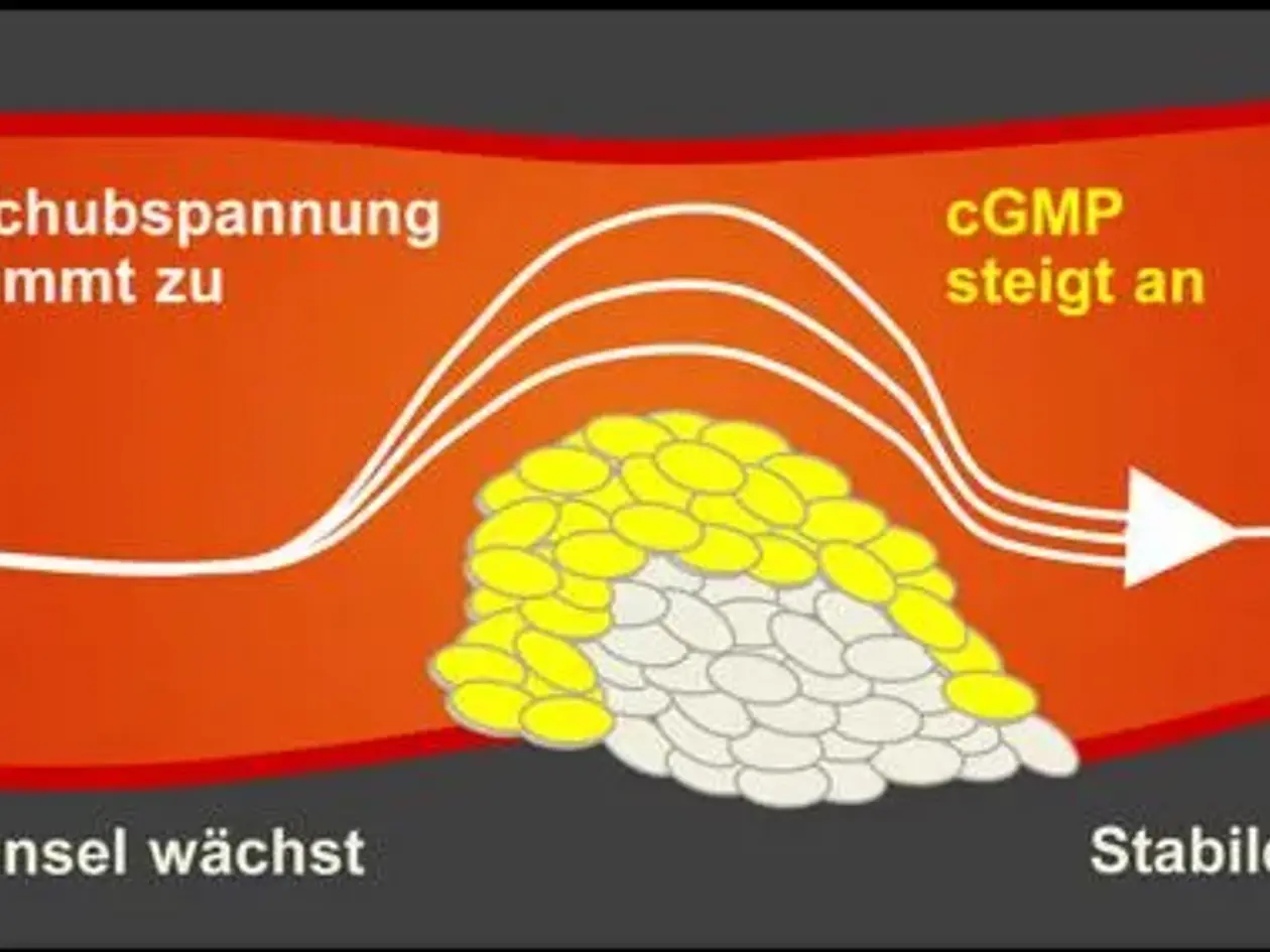 Je größer das Blutgerinnsel, desto weniger Platz hat das Blut zum Fließen. Die erhöhte Schubspannung löst einen Mechanismus aus, der das Blutgerinnsel auf natürliche Weise hemmt.