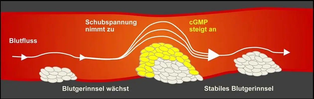 Je größer das Blutgerinnsel, desto weniger Platz hat das Blut zum Fließen. Die erhöhte Schubspannung löst einen Mechanismus aus, der das Blutgerinnsel auf natürliche Weise hemmt.