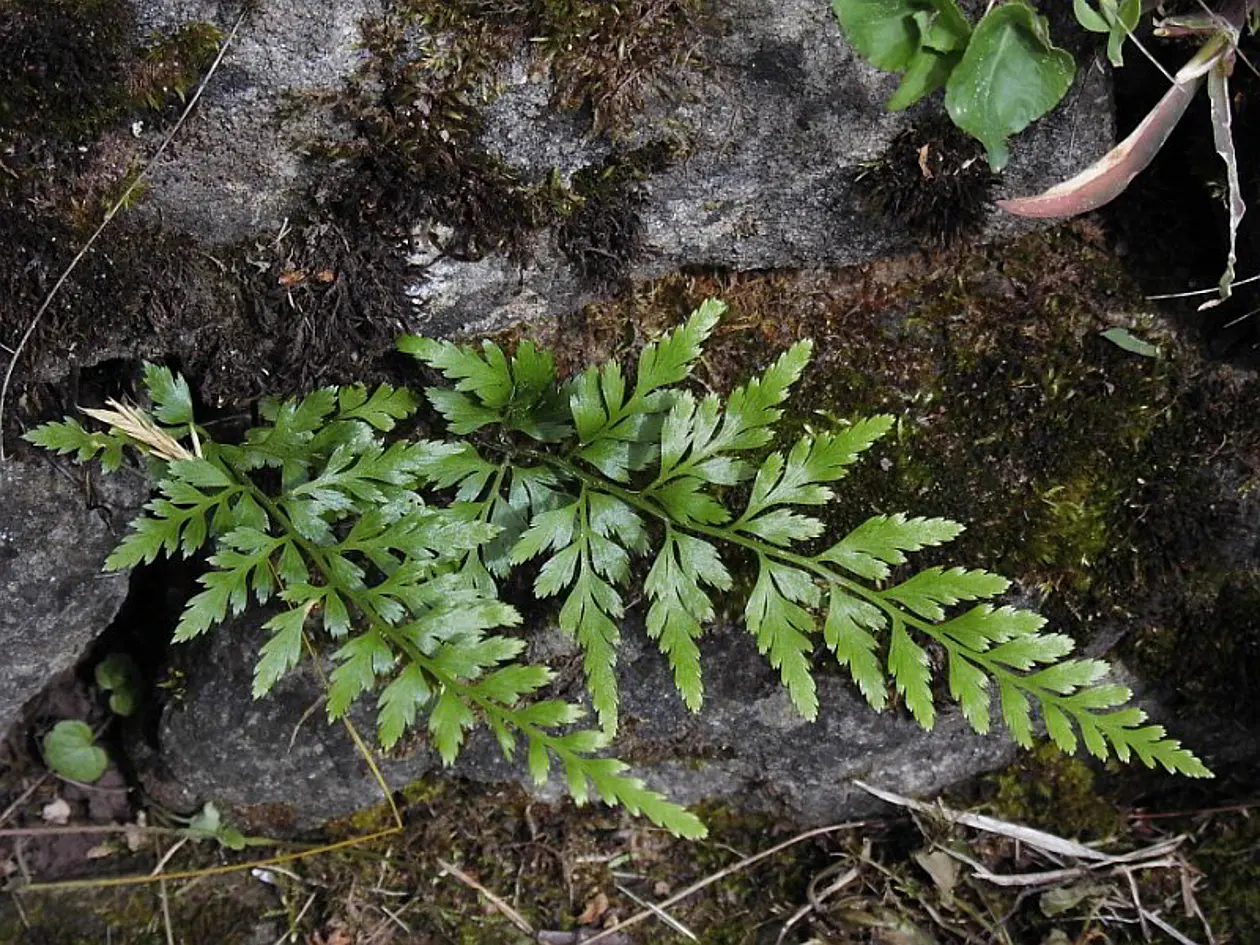 Schwarzer Streifenfarn Asplenium adiantumnigrum. Foto: © Johannes Geffert