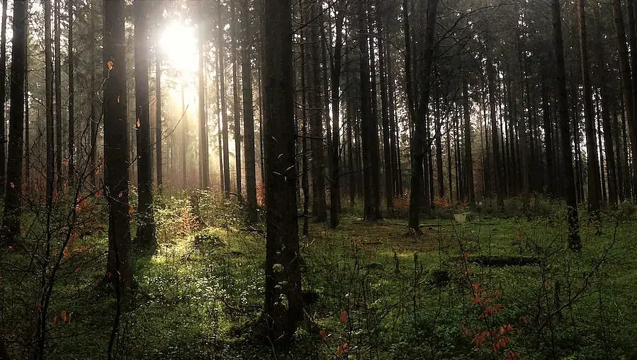 Study sites in April 2017: Spruce plantation in the Swabian Jura