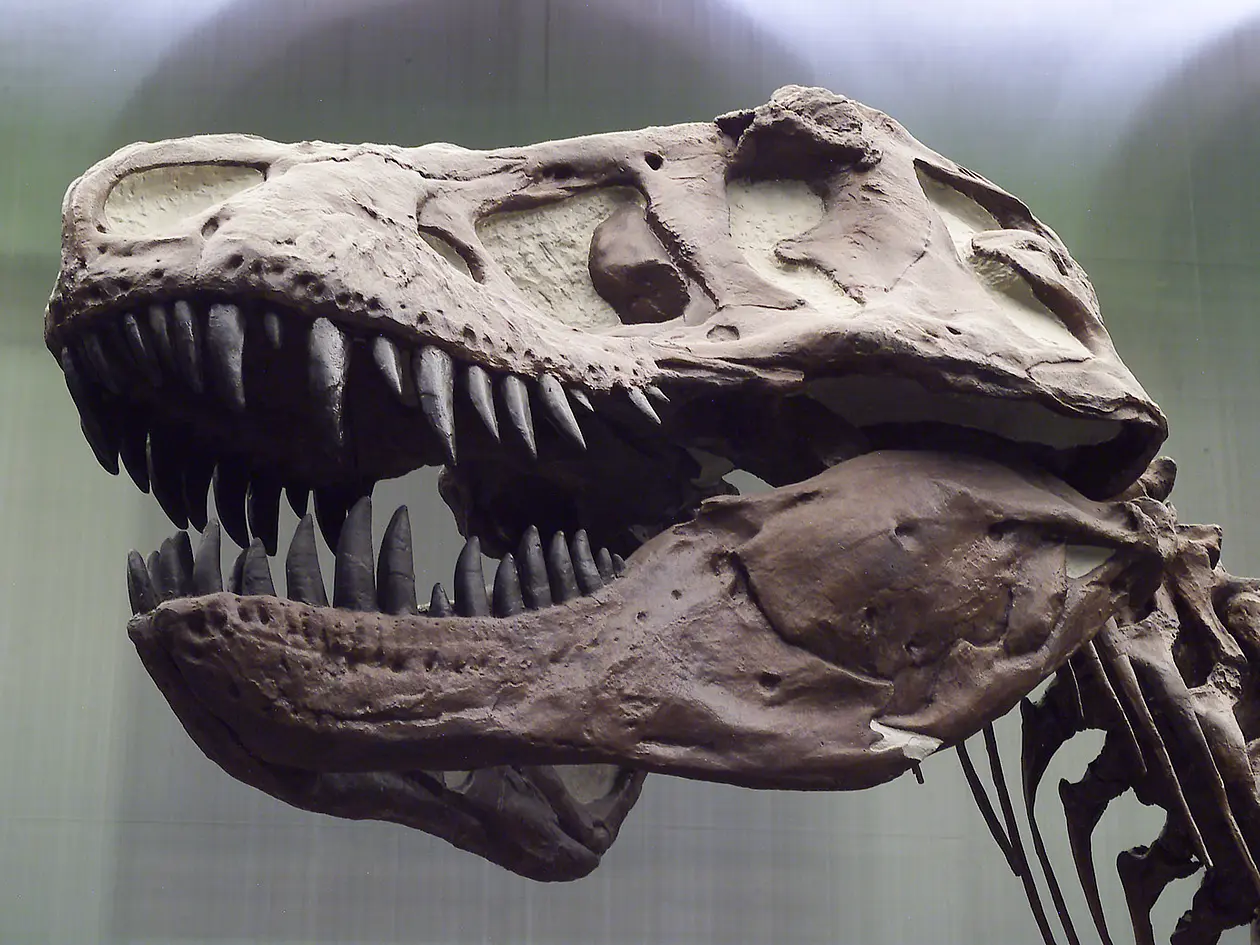 Der T. rex besaß einen Schädel mit außerordentlicher Flexibilität.