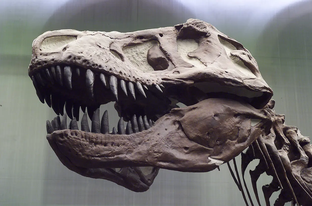 Der T. rex besaß einen Schädel mit außerordentlicher Flexibilität.
