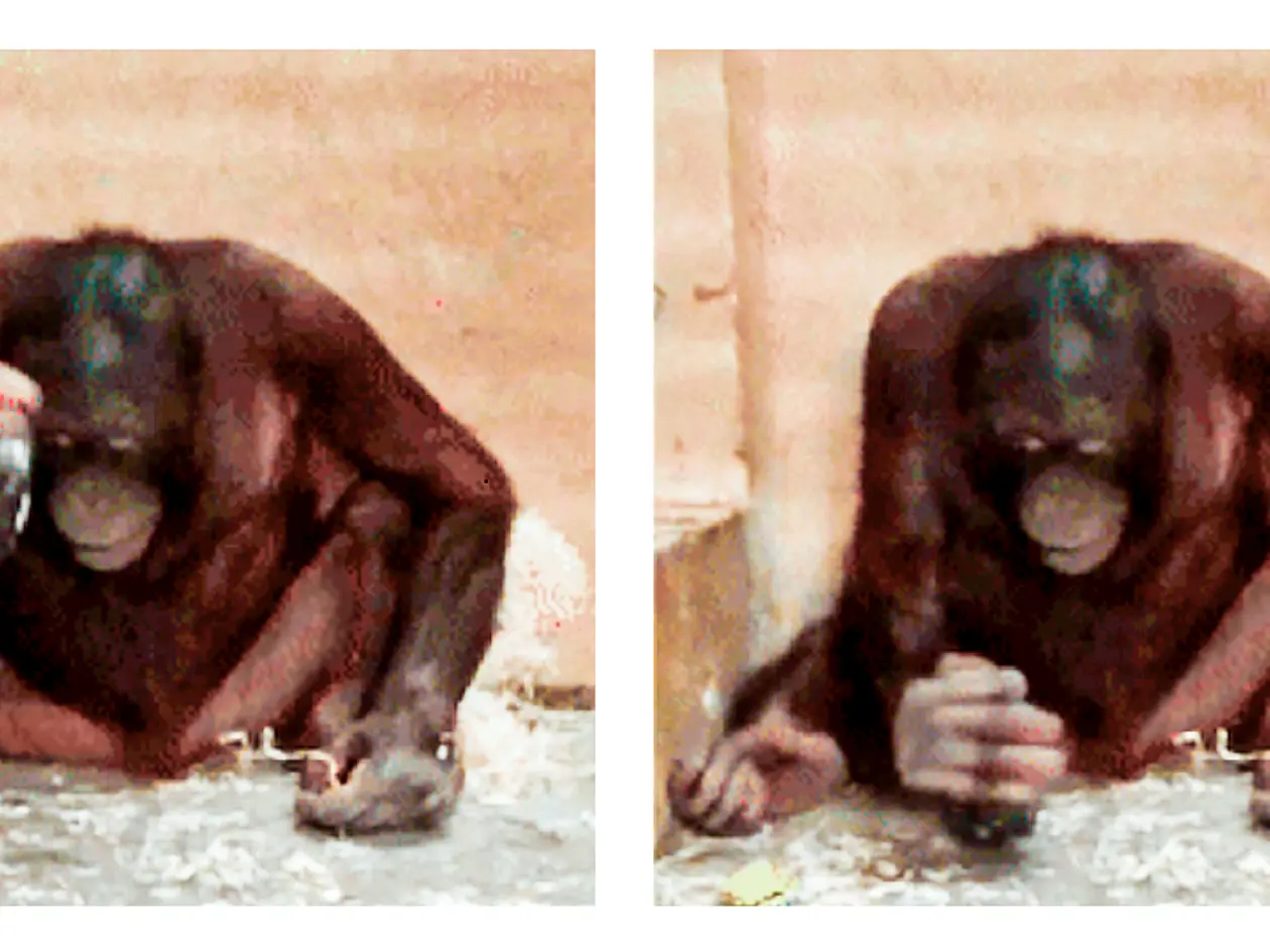 Orang-Utan nutzt Stein als Werkzeug