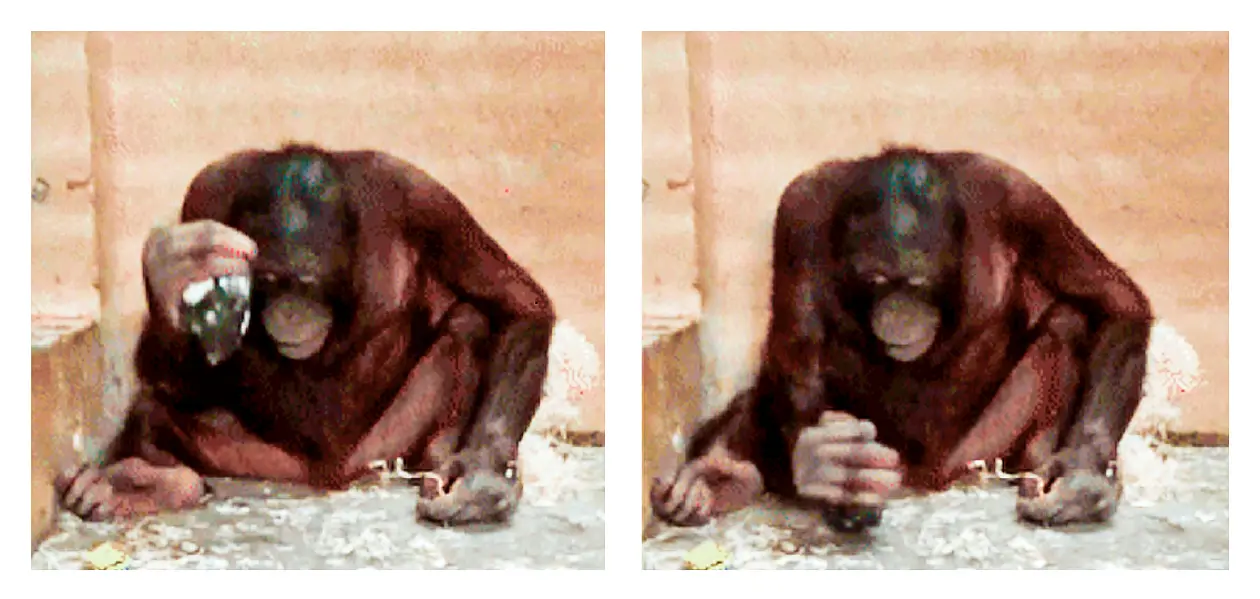 Orangutan using a stone as a tool