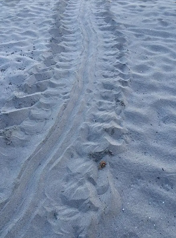 Tracks of a sea turtle in the sand.
