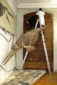 Restaurierungsarbeiten rund um Fischsaurier im Museum. Foto:  Manuela Aiglstorfer, IfG