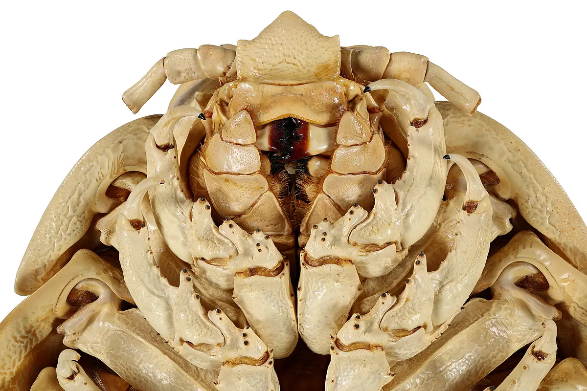 Mouth parts of the newly-discovered giant isopod species