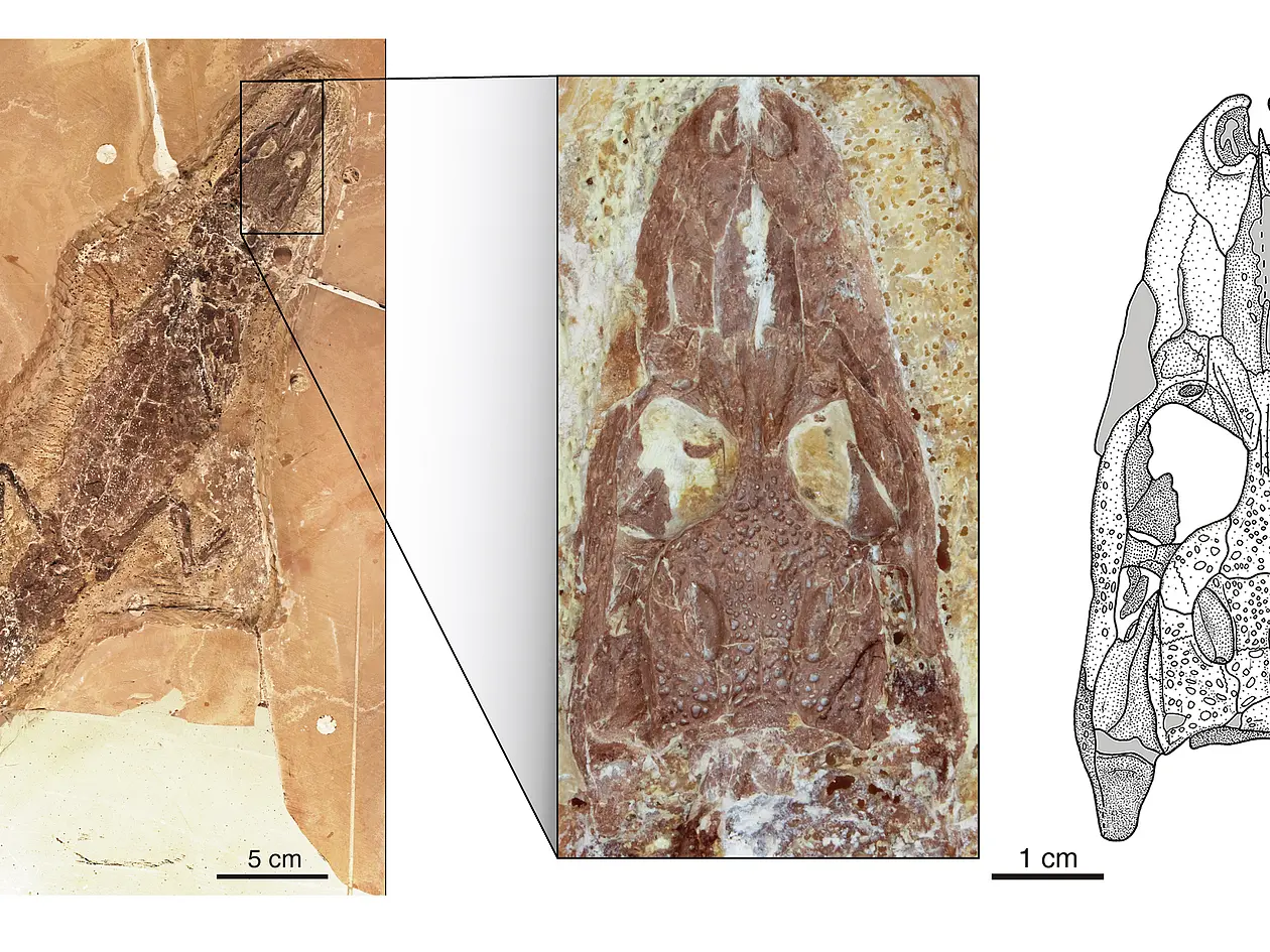 Skelett und Schädel (Vergrößerung) eines der seltenen Funde von Tsoabichi greenriverensis, einem frühen Kaiman, aus den rund 52 Millionen Jahre alten Gesteinen der Green-River-Formation in Wyoming, USA. 