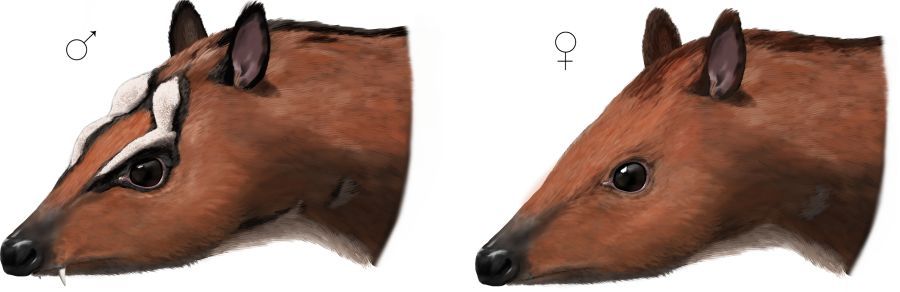 Drawing of the male (left) and female mouse deer of the species Dorcatherium naui, which lived eleven million years ago in what is now Germany's Allgäu region.
