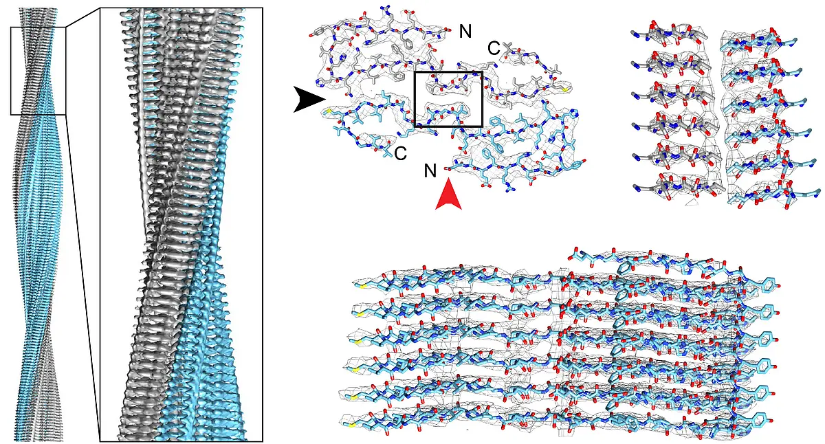 Seitenansicht einer rechts-händigen Aß-Amyloid Fibrille, rekonstruiert aus Fibrillen der Morphologie I (links). Der Querschnitt einer Fibrill-Ebene zeigt zwei C-förmige Aß-Peptide, die Rücken an Rücken positioniert sind (rechts). Die gesamte Fibrille besteht aus mehreren gestapelten Ebenen (rechts)
