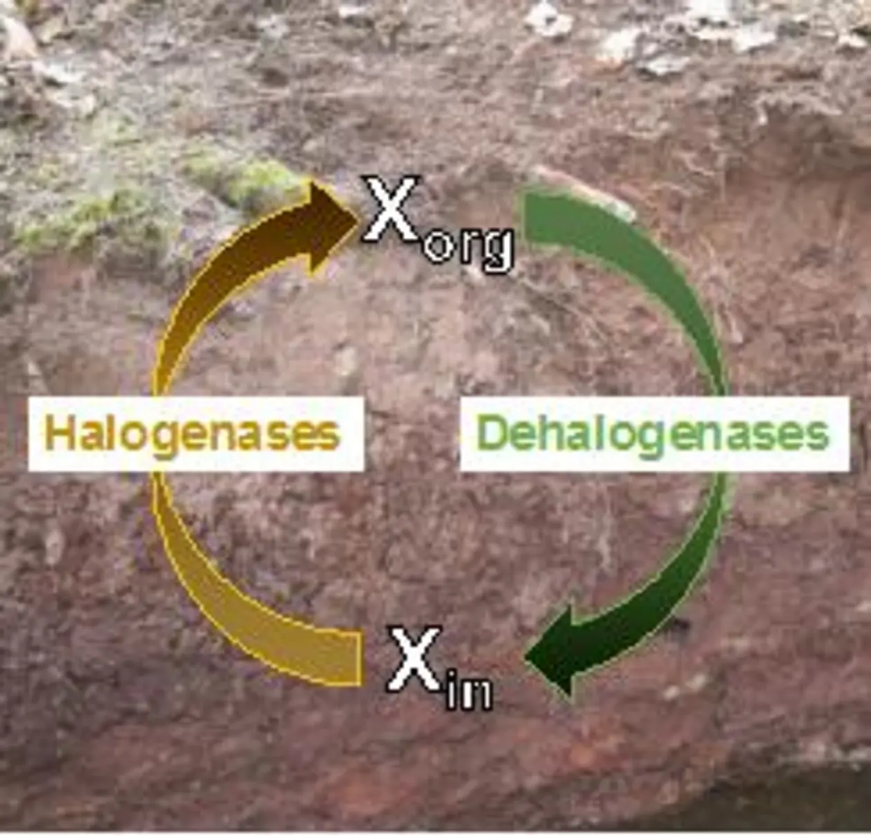 Schematische Darstellung des mikrobiellen Kreislaufs von Halogenverbindungen im Boden. Xorg: halogenorganische Stoffe, Xin: anorganische Halogene wie Chlor oder Brom. Abbildung: Weigold, Kappler, Behrens/Universität Tübingen