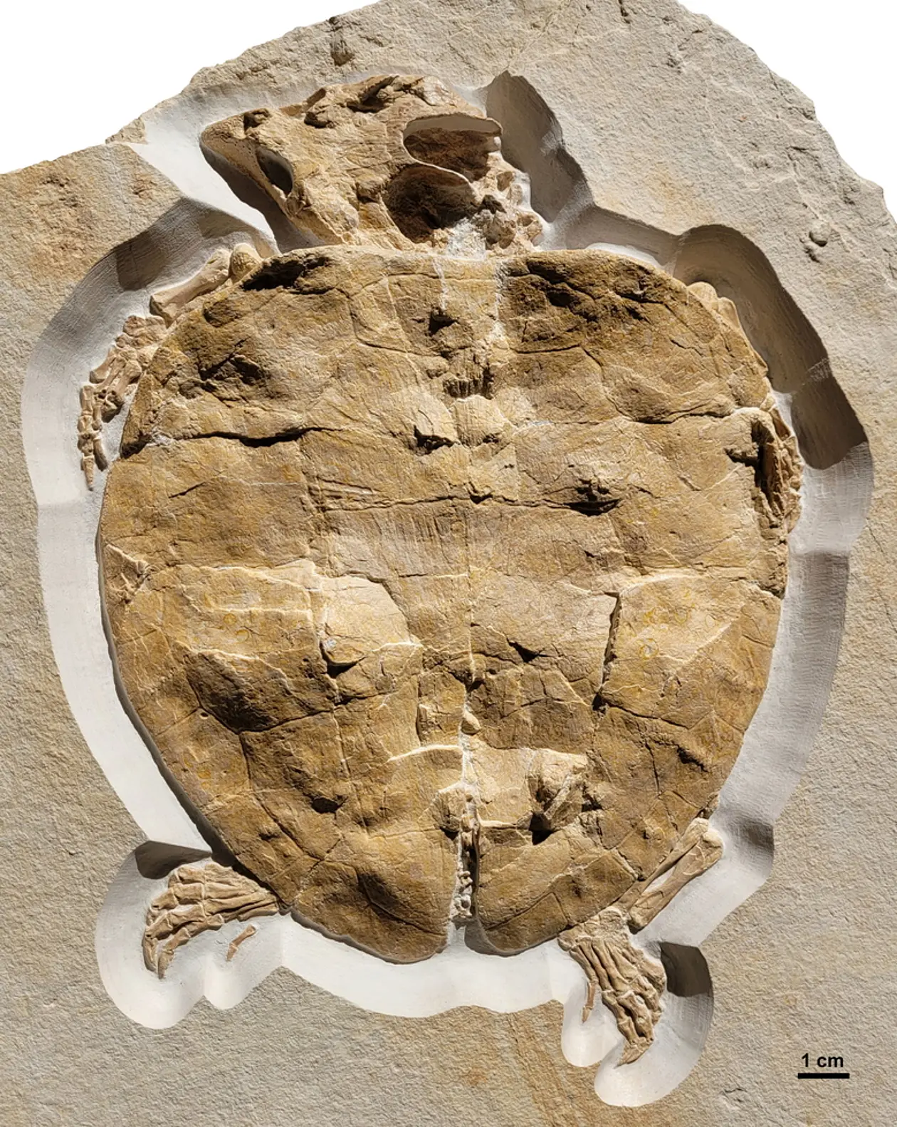 Perfectly preserved fossil of the Solnhofia parsonsi turtle, approx. 150 million years old. 