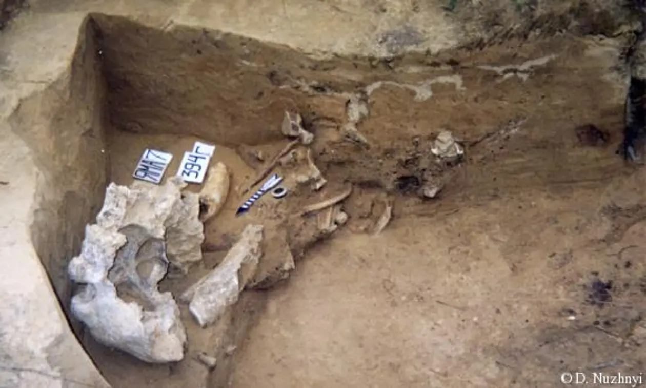 Samples from mammoths in the Ukraininan region around Mezhirich show low nitrogen isotope values – an indication of the dietary change.