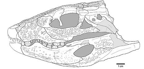 Hassiacosuchus haupti