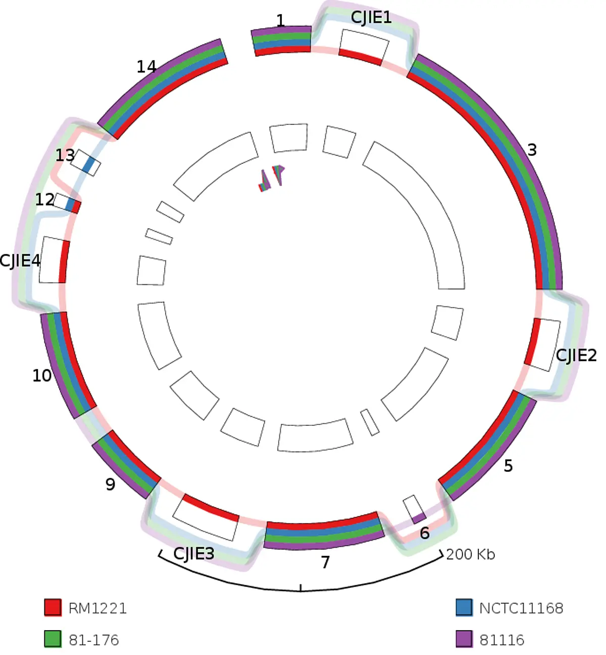Example for the GenomeRing Visualization for 4 Campylobacter jejuni strains.