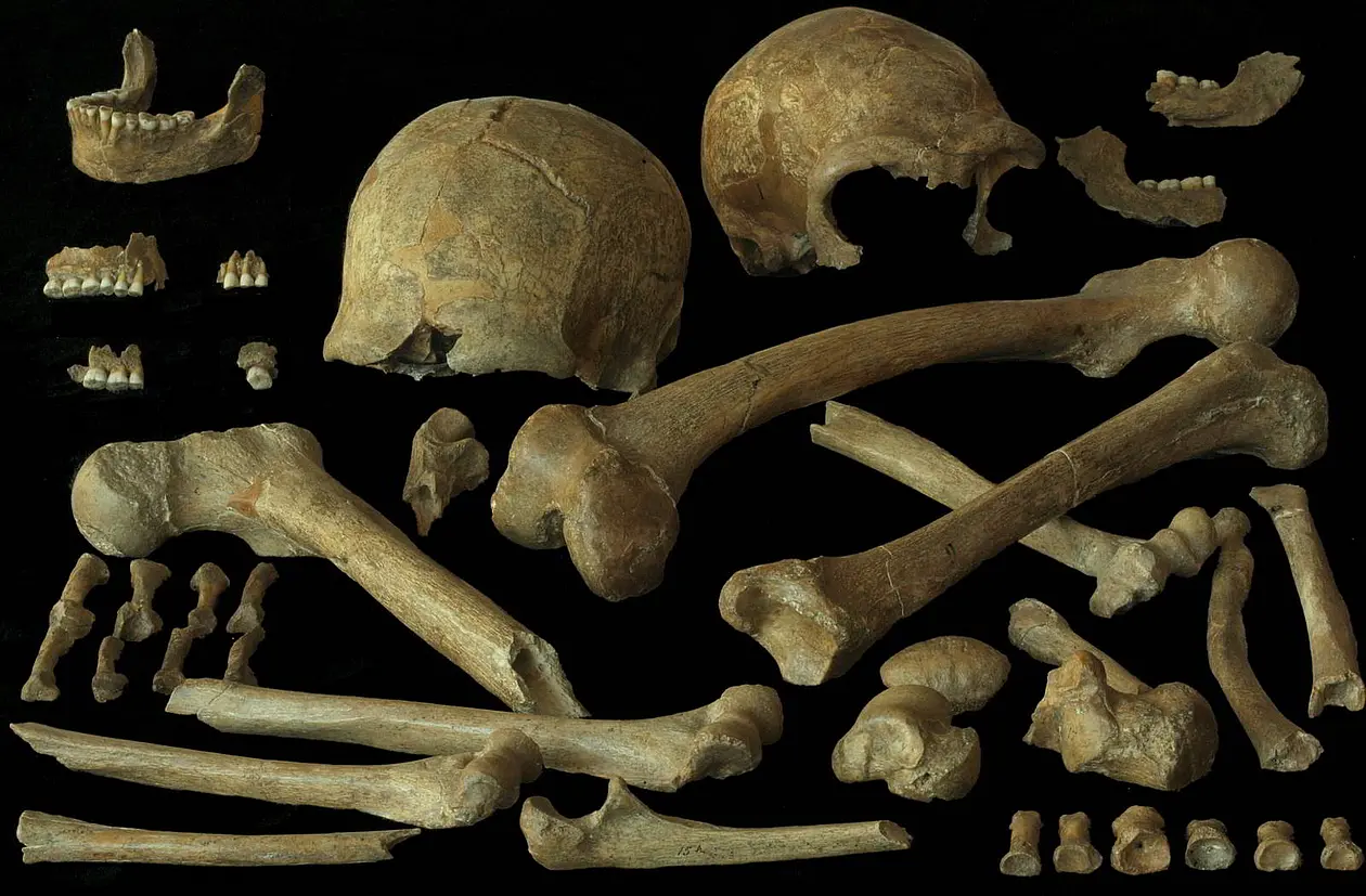 Bones from Spy