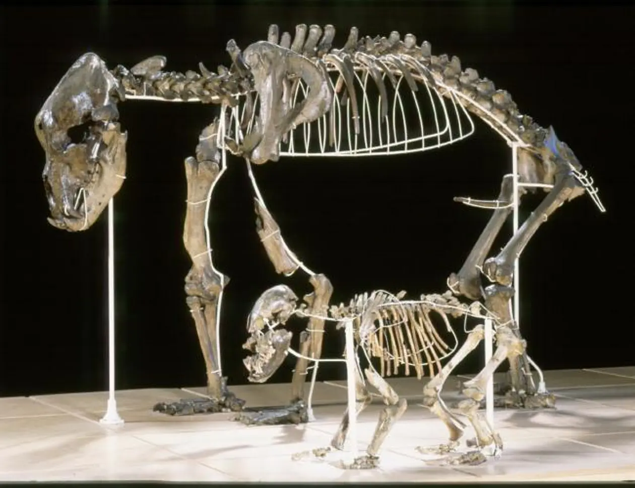 Adult cave bear with cub from the caves of Goyet in Belgium. Photo: Royal Belgian Institute of Natural Sciences 